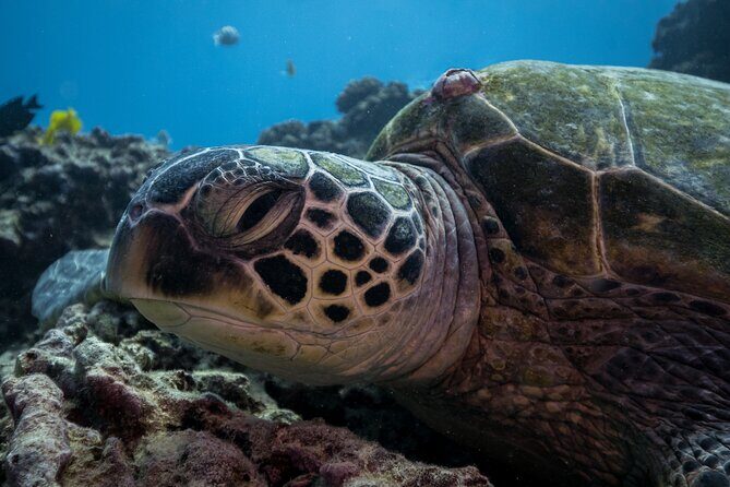 Turtle Canyon Waikiki Snorkel Adventure - An In-Depth Look at the Turtle Canyon Waikiki Snorkel Adventure
