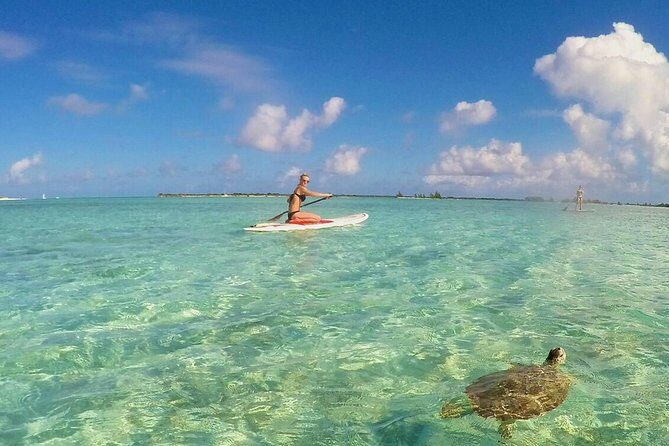 Turtle Eco Tour on Stand-Up Paddleboards or Kayaks into the National Marine Park - Experience the Best of Providenciales’ Marine Ecosystem on a Paddleboard or Kayak