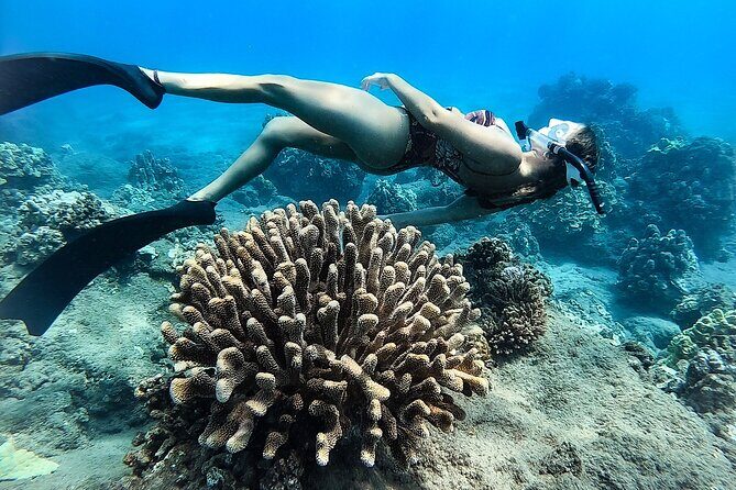 Turtle Gardens West Maui Snorkel Tour - An In-Depth Look at the Turtle Gardens West Maui Snorkel Tour