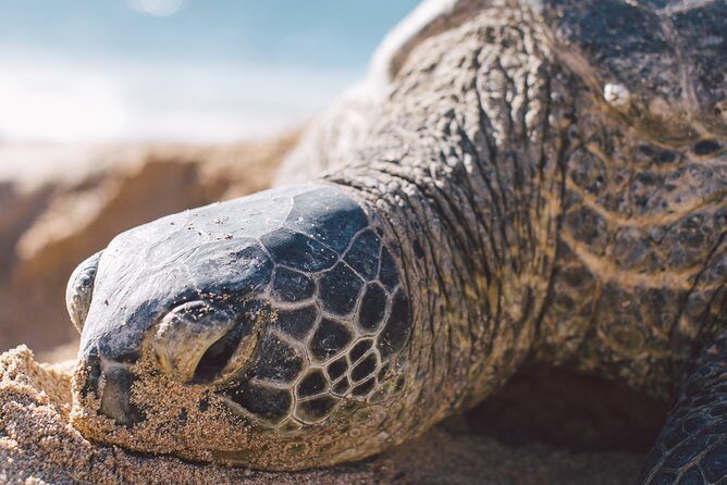 Turtle Nesting Night Tour - Key Points
