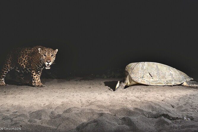 Turtle Nesting night Tour in Tortuguero - Exploring the Tortuguero Turtle Nesting Experience