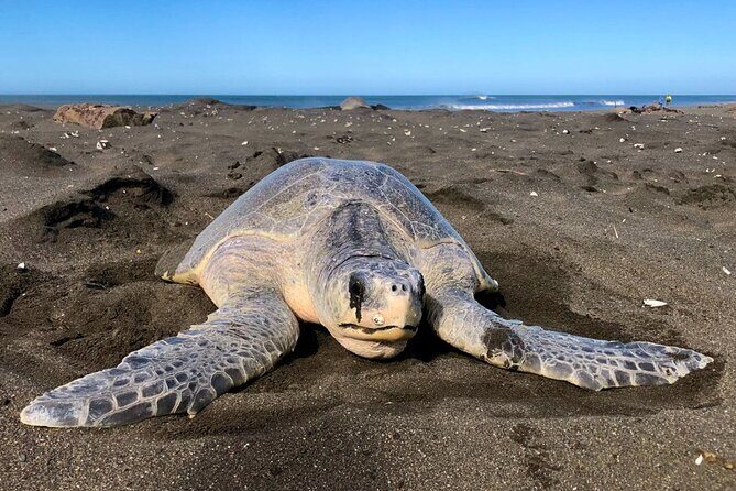 Turtle Nesting Tour - Who Will Love This Tour?