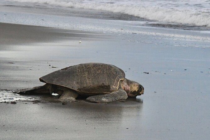 Turtle Nesting Tour - Final Thoughts