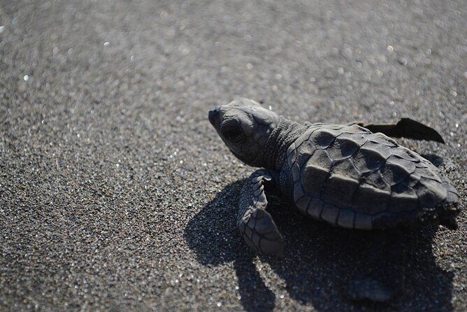 Turtle Nesting Tour - Key Points
