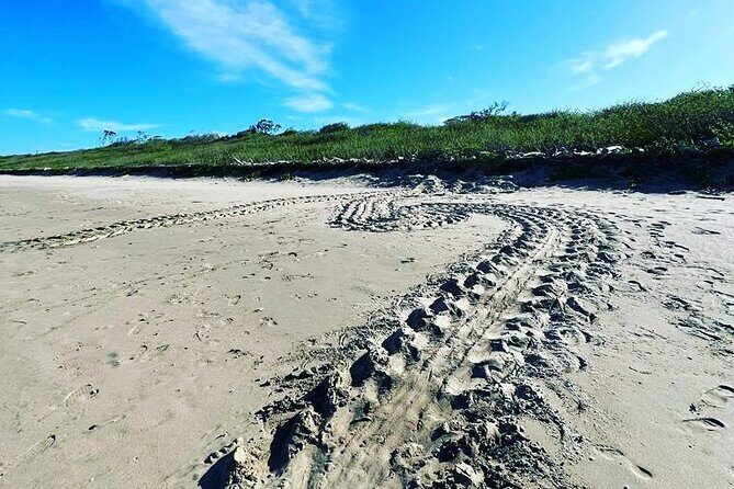 Turtle Nesting Tour Playa Grande CR - An In-Depth Look at the Turtle Nesting Tour