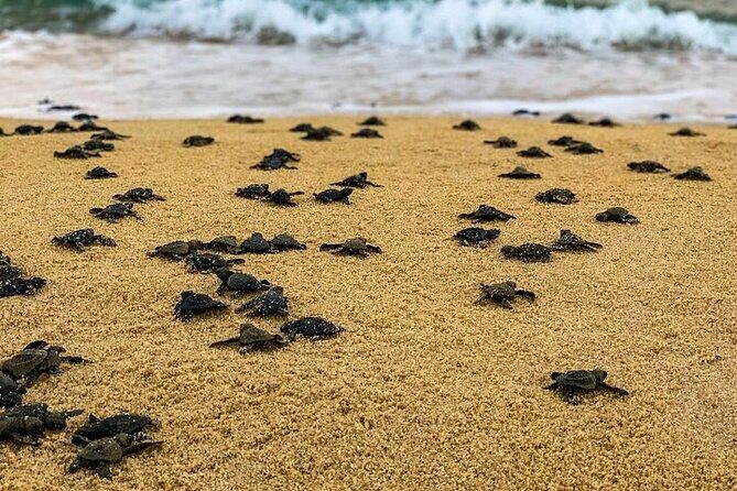Turtle Release at Escobilla Beach - Key Points