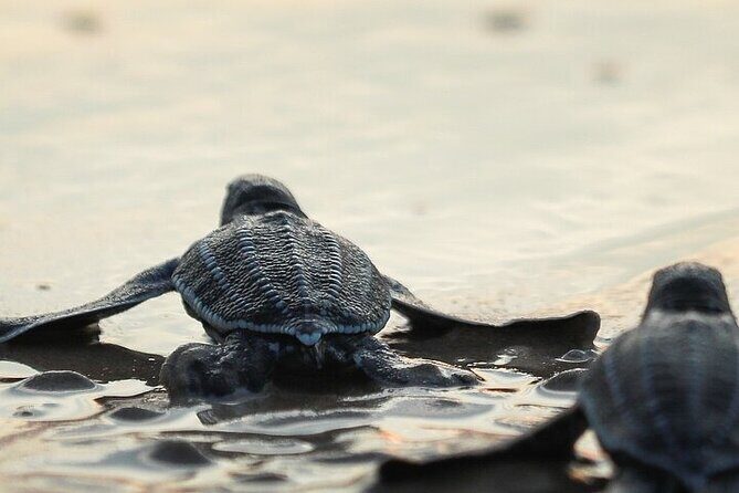 Turtle Release at Escobilla Beach - Who Is This Tour Best For?