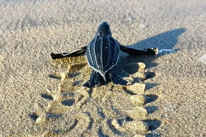 Turtle Release at Escobilla Beach - Why It Offers Good Value