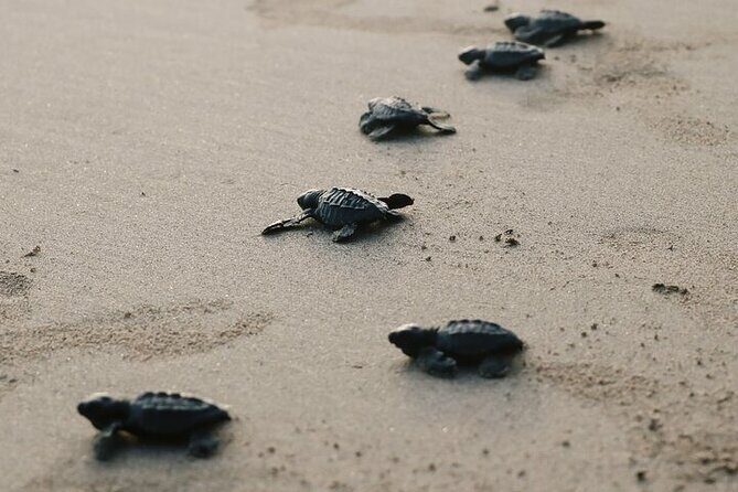 Turtle Release at Escobilla Beach - Final Thoughts