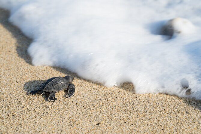 Turtle Release Escobilla Sanctuary and crocs in Ventanilla. - Discovering Huatulco’s Turtle Sanctuary and Ventanilla’s Crocodiles: An Authentic Eco-Experience