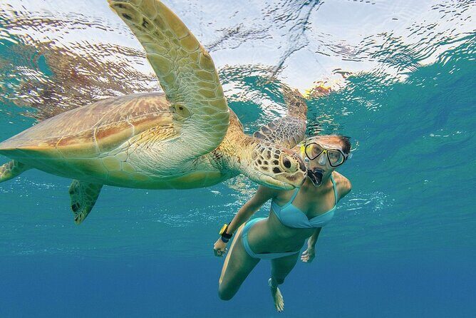Turtle Snorkeling and Dole Plantation Guided Tour In Oahu - Who Would Love This Tour?