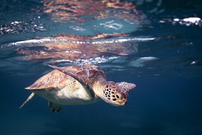 Turtle Snorkeling Aruba: Private Tour with Video - What You’ll Take Home