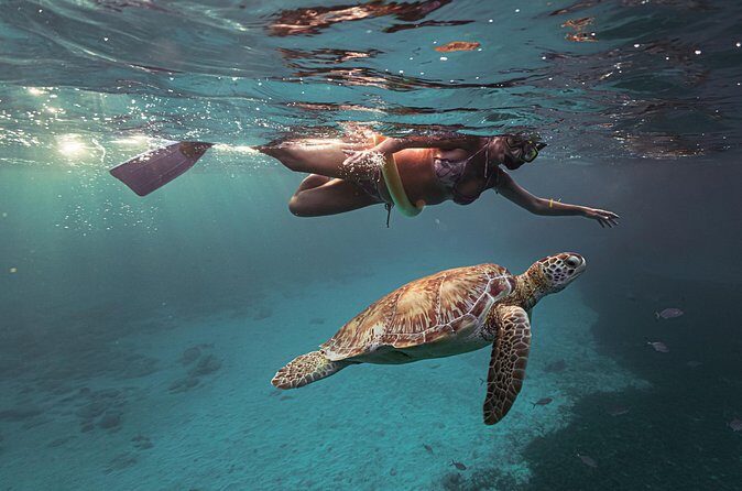 Turtle Snorkeling Aruba: Private Tour with Video - Who Should Book This Experience?