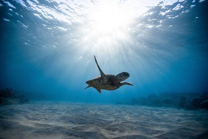 Turtle Snorkeling Boat Tour and Adventure in Waikiki - Key Points