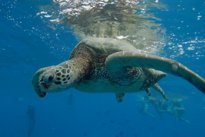 Turtle Snorkeling Boat Tour and Adventure in Waikiki - FAQ