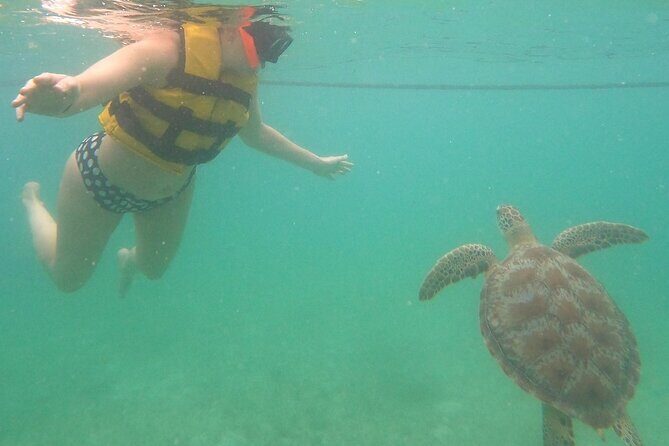 Turtle Snorkeling in Akumal - Experience the Wonder of Turtle Snorkeling in Akumal