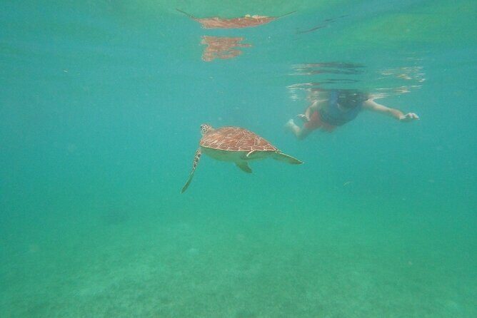 Turtle Snorkeling in Akumal - Key Points: