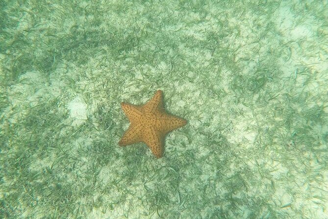 Turtle Snorkeling in Akumal - Final Thoughts: Is It Worth It?