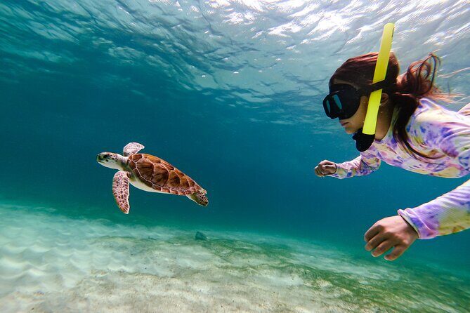 Turtle Snorkeling Tour in Tres Trapi, Aruba - What to Expect on Your Aruba Turtle Snorkeling Tour