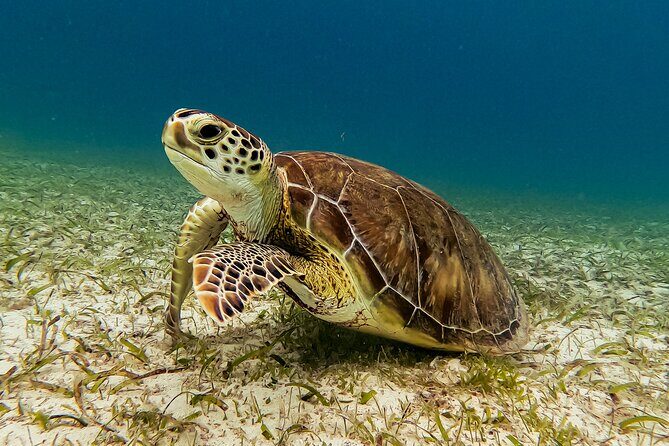 Turtle Snorkeling Tour in Tres Trapi, Aruba - Cancellation and Booking