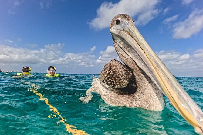 Turtle Snorkeling Tour in Tres Trapi, Aruba - Frequently Asked Questions