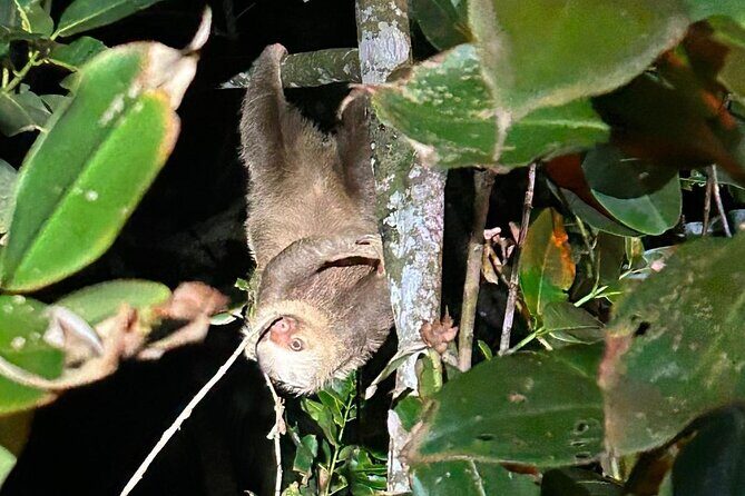 Turtle spawning in Tortuguero - Key Points