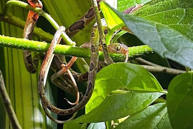Turtle spawning in Tortuguero - A Close Look at the Turtle Spawning Tour in Tortuguero