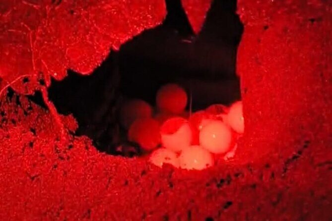 Turtle spawning in Tortuguero - Frequently Asked Questions