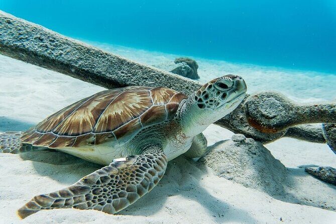 Turtle Swim at TurtleBay visit Flamingos & KnipBeach Safari Truck - Key Points