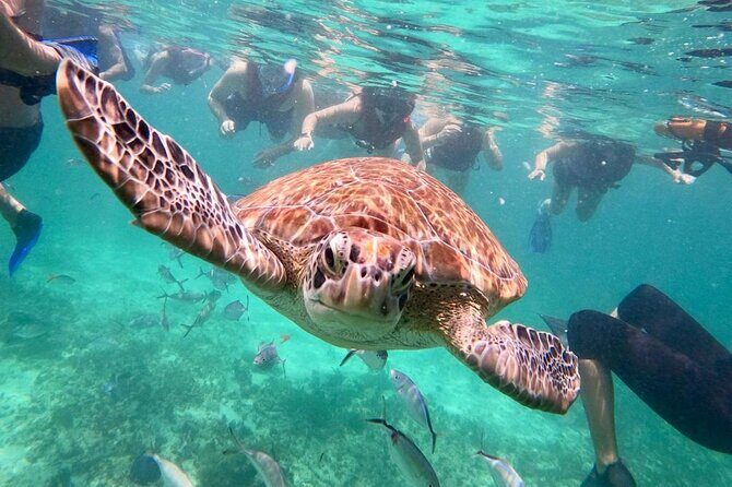 Turtle Swim, Lunch and Underground Cenote Private Tour - Discovering the Highlights of the Tour