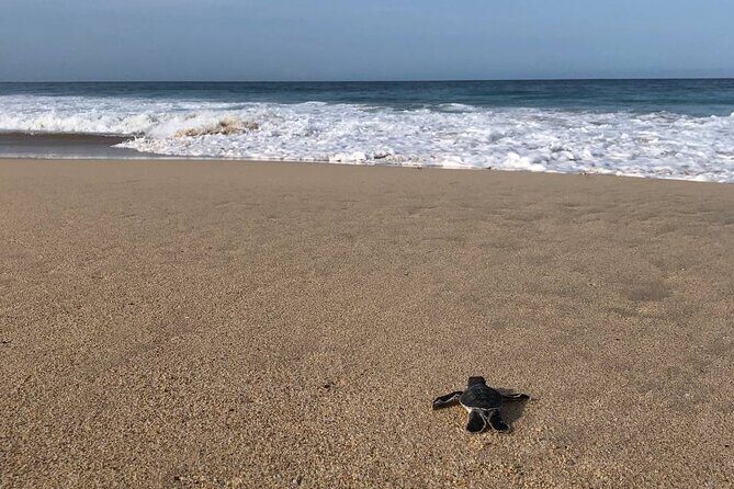 Turtle Tales of Pulau Banyak - Key Points