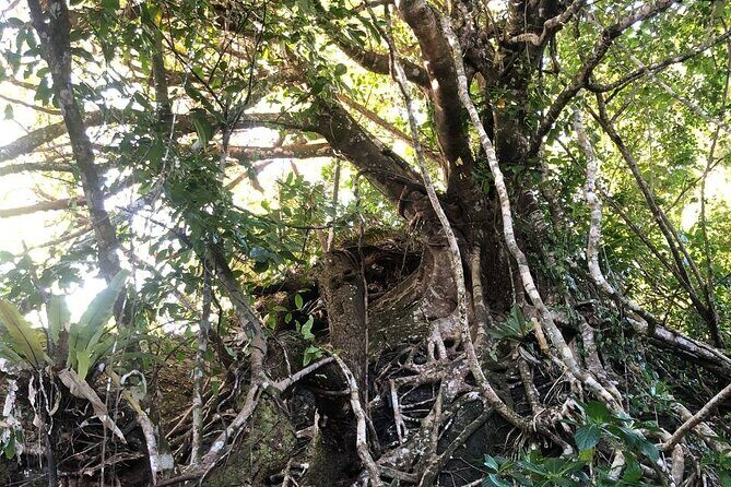 Turtle Tales of Pulau Banyak - FAQ