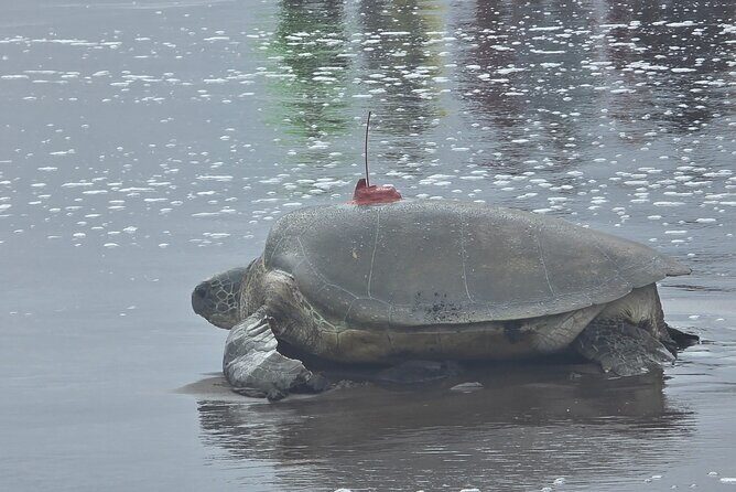 Turtle Tour - Key Points