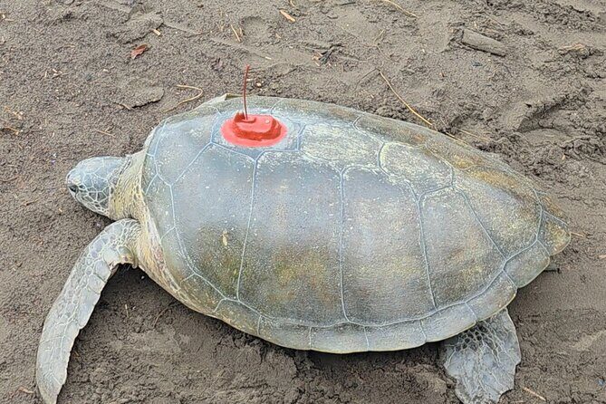 Turtle Tour - A Closer Look at the Turtle Tour Experience