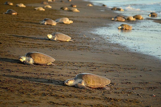 Turtle Tour Near Samara Beach - Discover the Turtle Tour Near Samara Beach: An Authentic Costa Rican Wildlife Experience