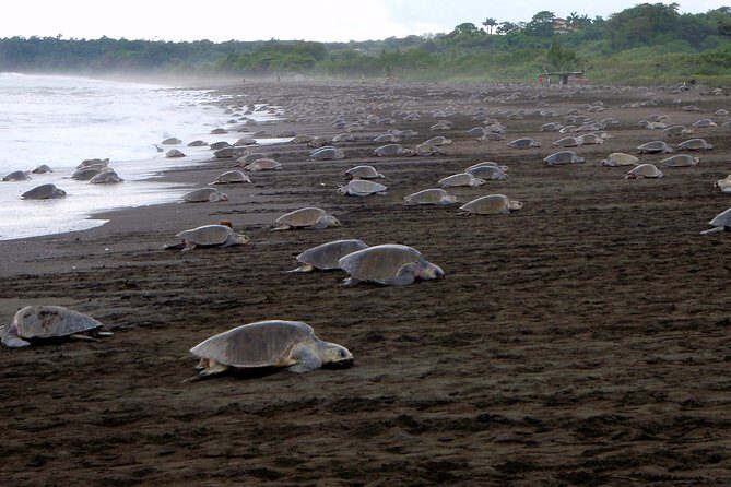 Turtle Tour Near Samara Beach - Who Is This Tour Best For?