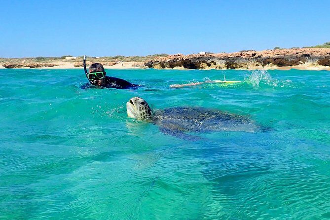 Turtle Tour - Ningaloo Reef Half Day Sea Kayak and Snorkel Tour - An In-Depth Look at the Tour Experience