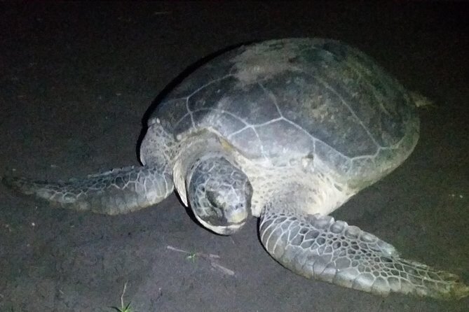 Turtle Tour Tortuguero National Park - Turtle Tour Tortuguero National Park: An Authentic Nighttime Wildlife Encounter