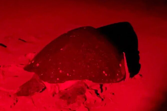 Turtle Tour Tortuguero National Park - Frequently Asked Questions