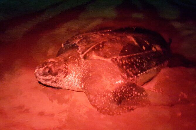 Turtle Watching - Authenticity and Conservation