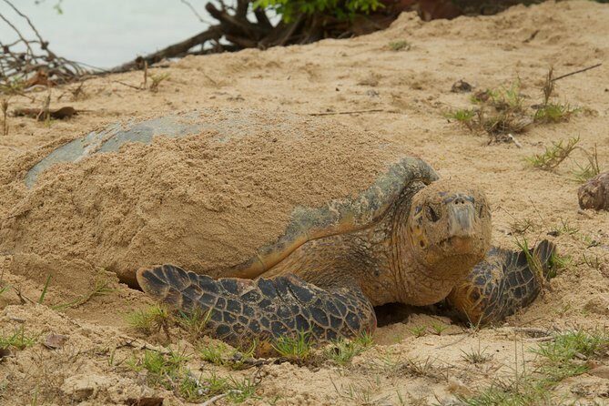 Turtle Watching - FAQ: Your Practical Questions Answered