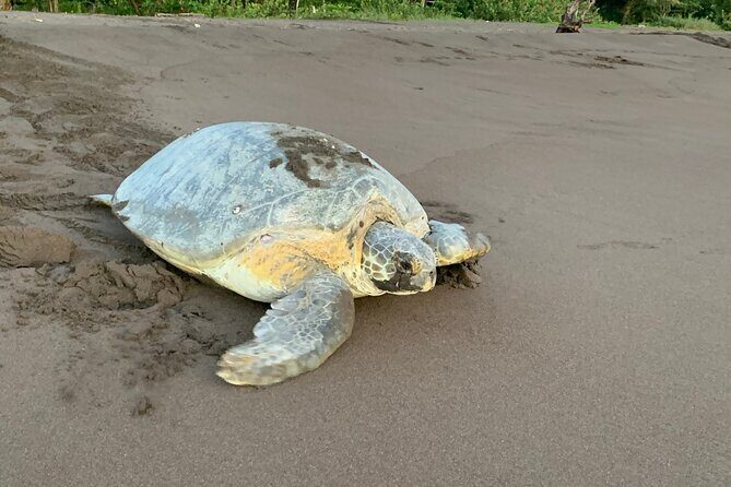 Turtle Watching in Their Natural Habitat in Tortuguero - Experience the Magic of Turtle Watching in Tortuguero