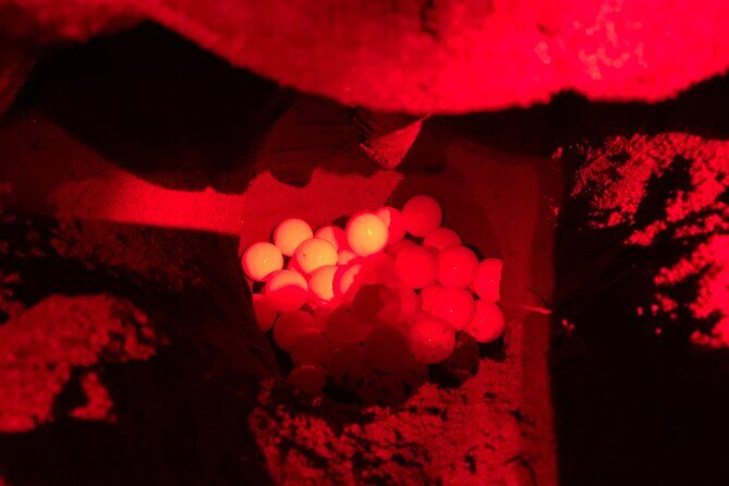 Turtle Watching in Their Natural Habitat in Tortuguero - Key Points