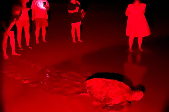 Turtle Watching Night Tours with Expert Naturalist - A Detailed Look at the Turtle Watching Night Tour