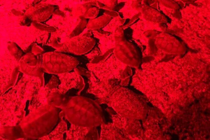 Turtle Watching Night Tours with Expert Naturalist - Final Thoughts