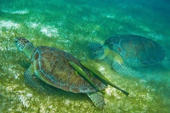 Turtles and Cenote from Riviera Maya - Final Thoughts