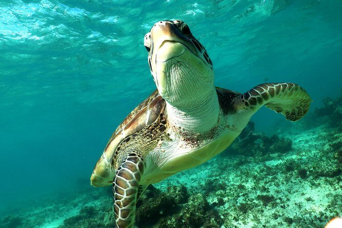 Turtles and Cenote snorkeling activity from Riviera Maya - What to Expect During the Tour