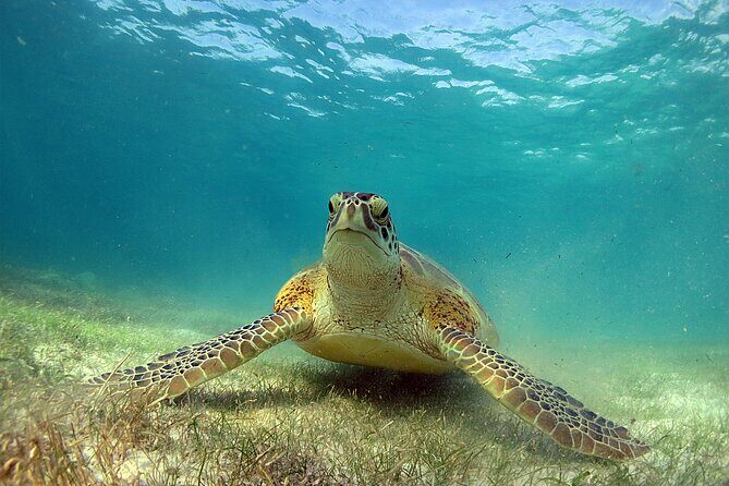 Turtles and Cenote Snorkeling Activity from Tulum - Discovering Tulum’s Underwater Wonders: Turtles and Cenote Snorkeling Tour