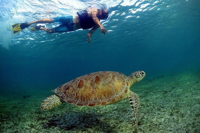 Turtles and Cenote Snorkeling Activity from Tulum - Exploring the Details: What You Can Expect