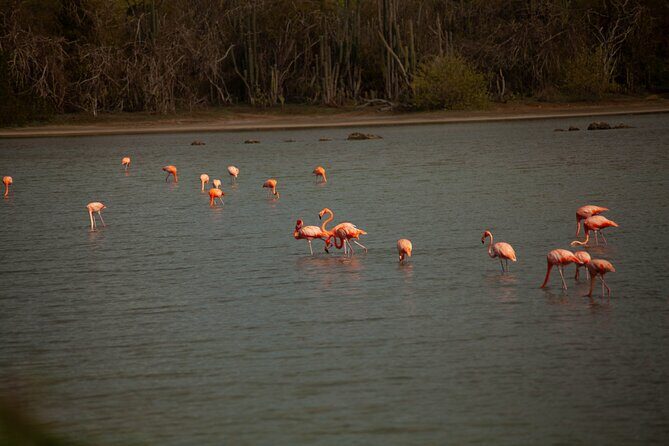 Turtles, Beach and Flamingo in Curacao Private photoshoot Tour - Final Thoughts